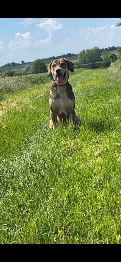 Die Dogorama Monats Challenge "Es grünt und blüht"-Beitrag-Bild