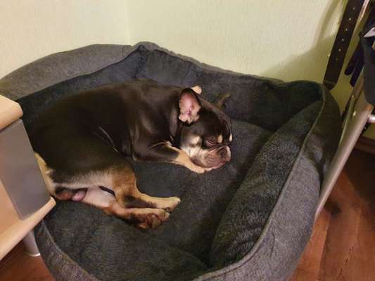 Französische Bulldoggen-Beitrag-Bild