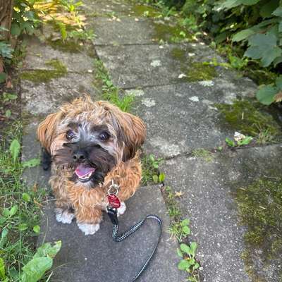 Hundetreffen-Spielen und Spazierengehen-Bild