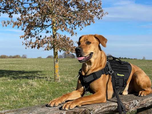 Hundetreffen-Treffen jeglicher Art zum Spazieren, Spielen, Trainieren-Bild