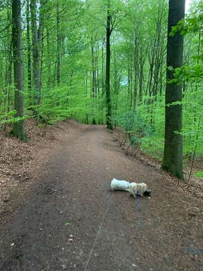 Hundetreffen-Spitz Gassigehen-Bild