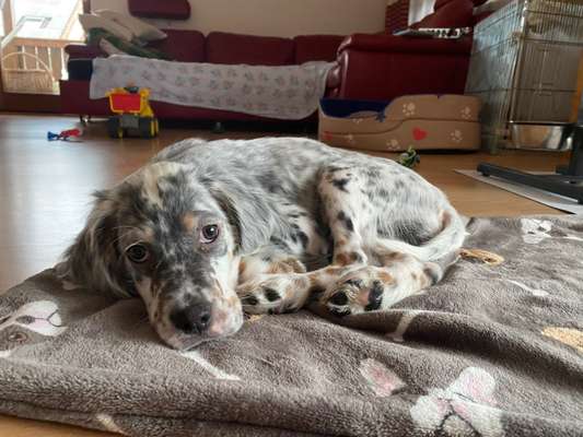 Seltene Rassen!-Beitrag-Bild