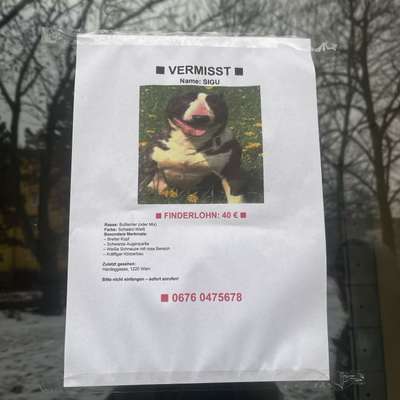 Suchmeldung-Sigu-Bild