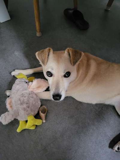 Labradorfans-Beitrag-Bild