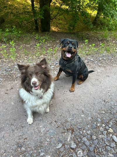 Hundetreffen-Regelmäßig Treffen-Bild