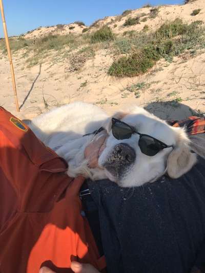 Hundetreffen-Golden Retriever Gruppe-Bild