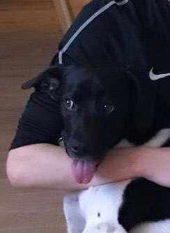 Dogorama Photo Challenge - Hundeblick zum hinschmelzen-Beitrag-Bild