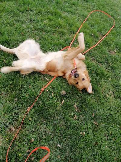 Fotochallenge No. 26                                     Wald und Wiese-Beitrag-Bild