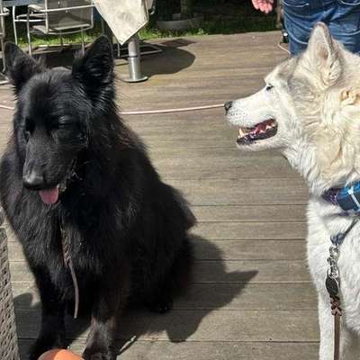 Hundetreffen-Eine schöne Runde-Bild