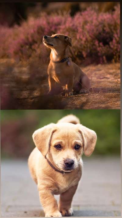 Welpen Bilder !-Beitrag-Bild