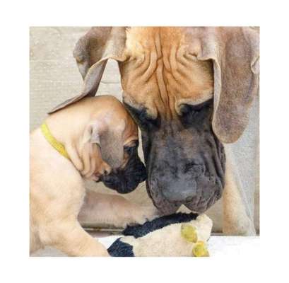 Die Dogorama Kalender Challenge Titelbild-Beitrag-Bild