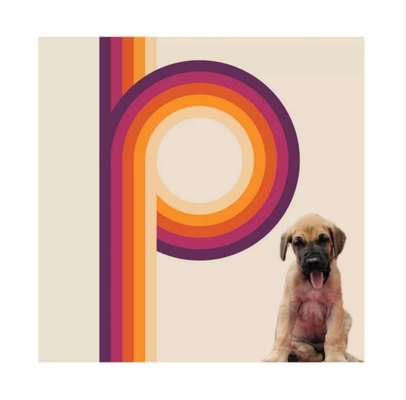 Photomontagen mit Hund-Beitrag-Bild