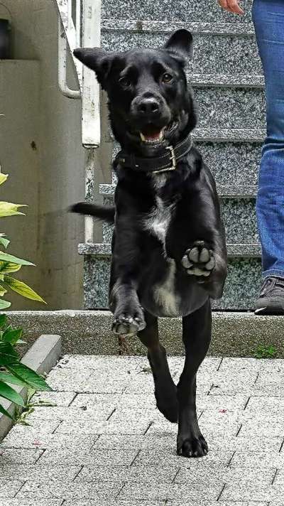 Dogorama Photo Challenge - Be my valentine-Beitrag-Bild