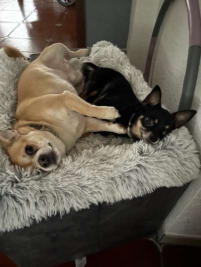 aktuelles Foto Gruppe Dogs in Köln-Ost: Holweide, Dünnwald, Höhenhaus, Dellbrück und Umgebung