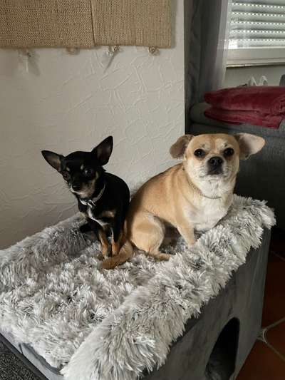 Hundetreffen-Hunde Spiel und Spaziergang treffen-Bild