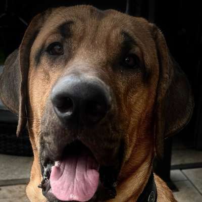 Hundetreffen-Gassirunde mit Lennox-Profilbild