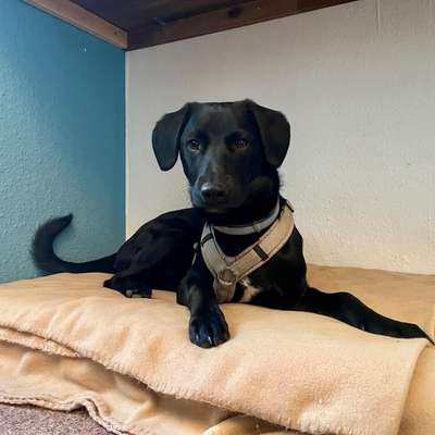 Hundetreffen-Kalle möchte spielen!!!-Bild