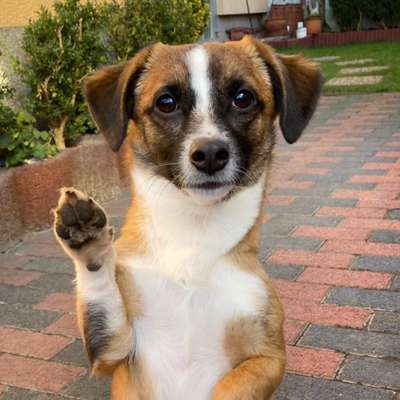 Hundetreffen-Kleine Spielfreunde gesucht-Bild