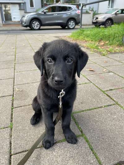 Welpen Bilder !-Beitrag-Bild