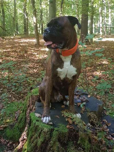 Deutsche Boxer-Beitrag-Bild