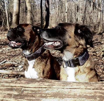 Der Hund als Cartoon-Beitrag-Bild