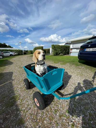 149. Foto Challenge: Wer ist hier der Boss!-Beitrag-Bild