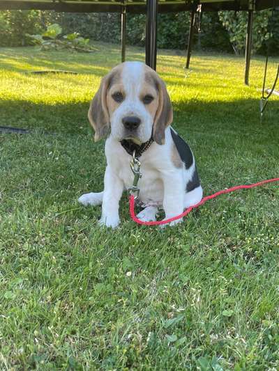 Welpen Bilder !-Beitrag-Bild