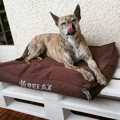 Podencomischling oder Podenco-Beitrag-Bild