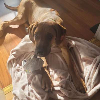 Rhodesian Ridgeback-Beitrag-Bild