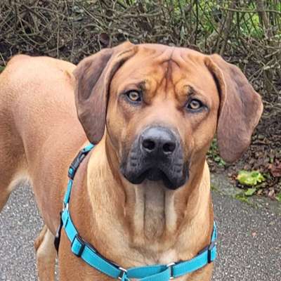 Rhodesian Ridgeback-Beitrag-Bild