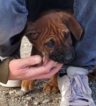 Welpen Bilder !-Beitrag-Bild