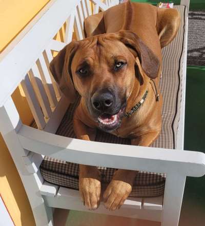 Rhodesian Ridgeback-Beitrag-Bild