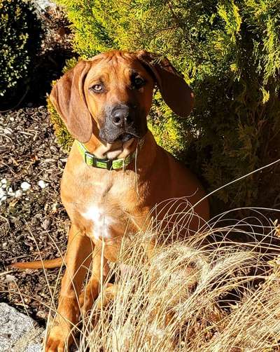 Dogorama Photo Challenge - Der Frühling kommt-Beitrag-Bild