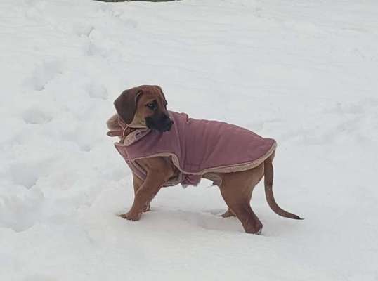 Dogorama Photo Challenge - Tre Chic!-Beitrag-Bild