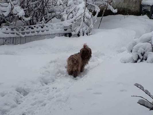Dein Hund im Dogorama-Kalender 2021-Beitrag-Bild