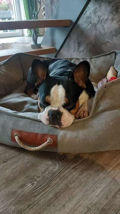 Französische Bulldoggen-Beitrag-Bild