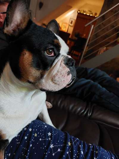 Französische Bulldoggen-Beitrag-Bild