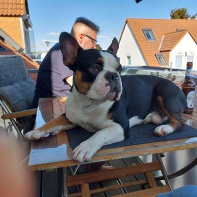 Französische Bulldoggen-Beitrag-Bild