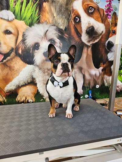 Französische Bulldoggen-Beitrag-Bild