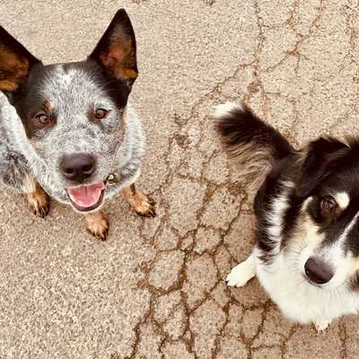 Hundetreffen-Gassi-/Spielrunde mit aktiven Hundepartner-Bild