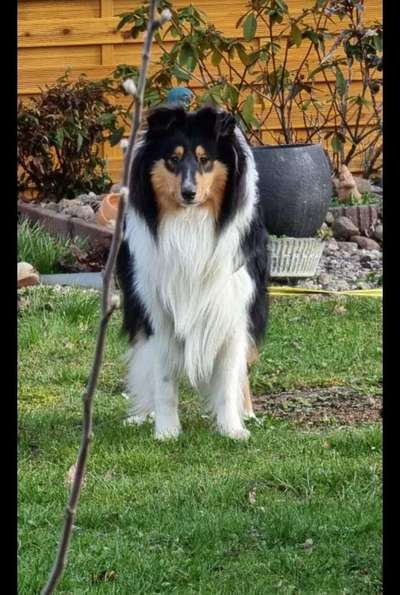 Langhaar Collies-Beitrag-Bild