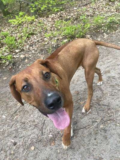 Rhodesian Ridgeback-Beitrag-Bild