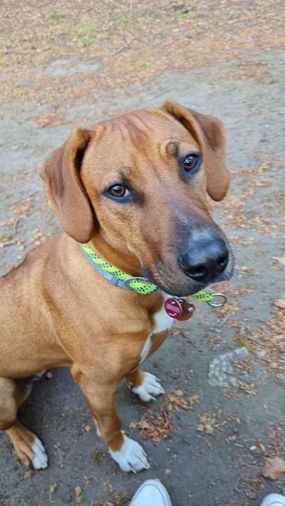 Rhodesian Ridgeback-Beitrag-Bild