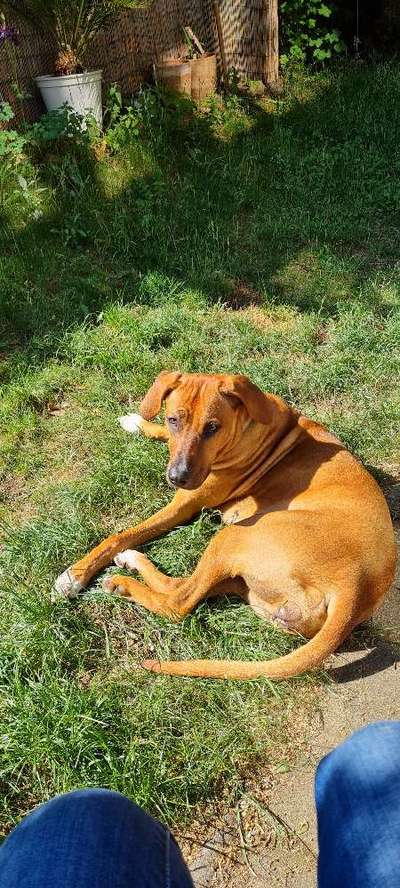 Rhodesian Ridgeback-Beitrag-Bild