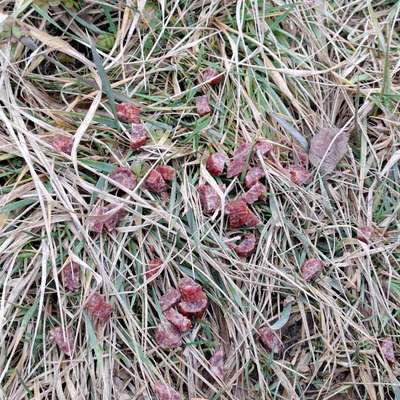 Giftköder-Eventuell Giftköder-Bild