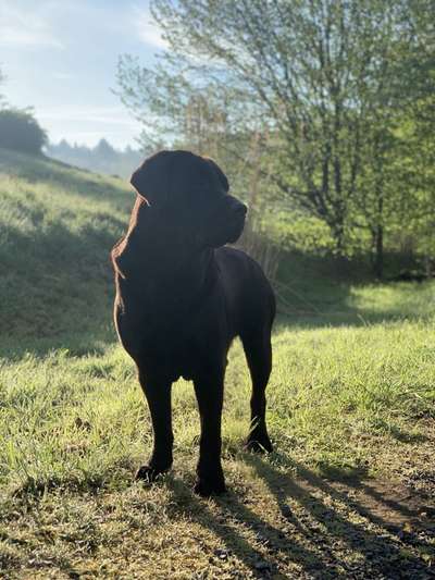 Hundetreffen-Labbirüde wild und verspielt-Bild