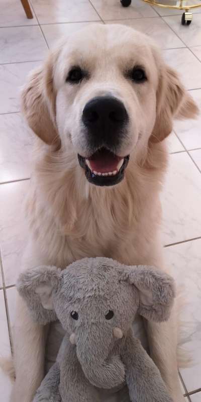 Wo sind die Golden Retriever Liebhaber?-Beitrag-Bild