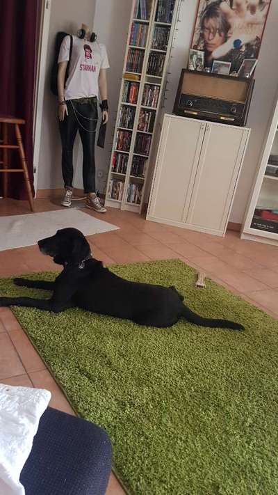 Labradorfans-Beitrag-Bild