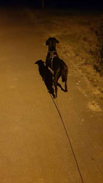 Labradorfans-Beitrag-Bild