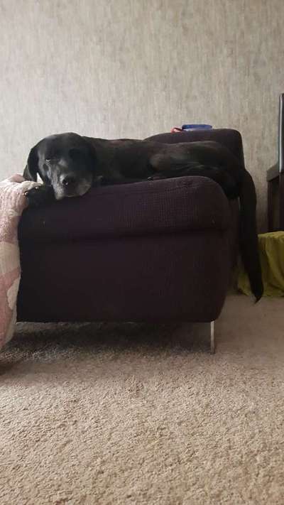 Labradorfans-Beitrag-Bild